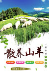 散养山羊