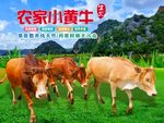 黄牛海报