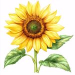 高清手绘太阳花向日葵