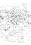 水莲花