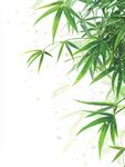 唯美竹叶背景