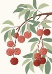 荔枝