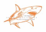鲨鱼