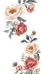 手绘质感牡丹花