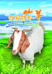 山羊海报
