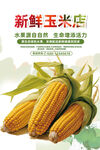 玉米