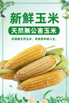 玉米