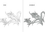 兰花 矢量图