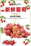 葡萄
