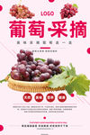 葡萄