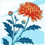 菊花