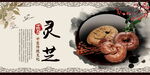 灵芝