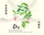 使君子中药使君子