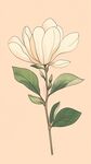 插画白芍