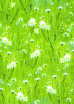 数码印花小菊花