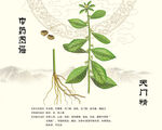 天门精中药