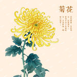 菊花插画