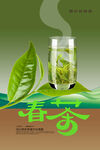 春茶