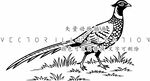 红腹锦鸡