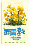 油菜花