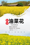 油菜花
