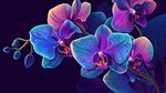 梦幻多彩蝴蝶兰绽放