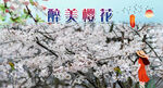 樱花  