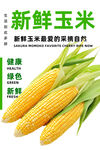 玉米