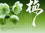 绿萼梅