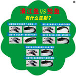 清江鱼VS鲶鱼的区别展示