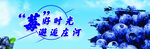 蓝莓 蓝莓节
