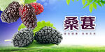 桑葚