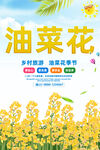 油菜花