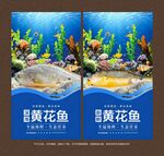 黄花鱼