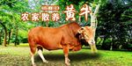 农家黄牛
