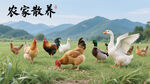 农家散养的鸡鸭鹅群