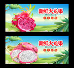 火龙果