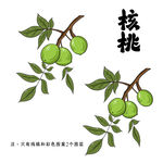 枝头青核桃 清新自然风