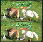 鹅