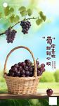 葡萄海报