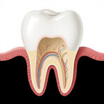 牙齿内部结构解剖图