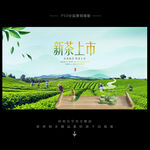新茶上市