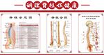 脊椎全息图 脊柱全貌 