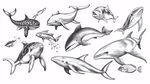 海洋生物手绘插画集合