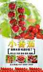 小番茄  