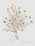 手绘干花插画小野花