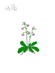 手绘风地黄开花植物插画
