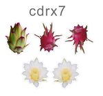 火龙果造型矢量