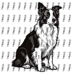 黑白边牧坐立图