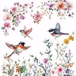 花鸟水彩插画素材